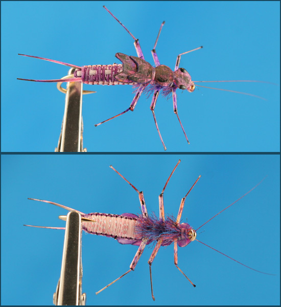 Purple Woven Stonefly