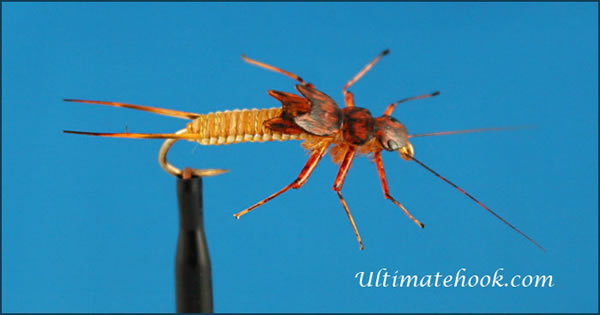 golden woven stonefly