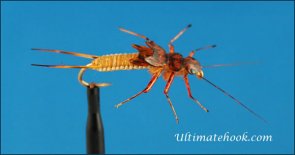 Woven Stonefly