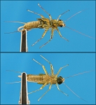 Striped Woven Stonefly