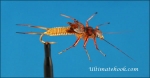 Woven Stonefly
