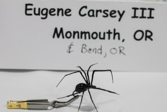 Eugene Carsey's Black Widow