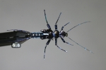 Black and Blue Stonefly