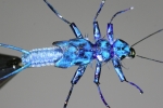 Electric Blue Stonefly