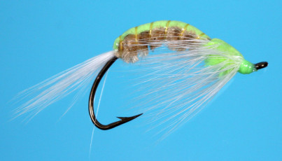 Green Siuslaw Shrimp