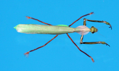 Jackson Leong - Praying Mantis