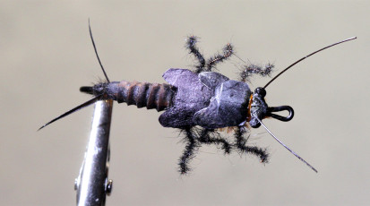 Kent Bulfinch Stonefly
