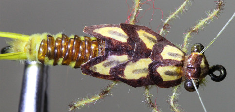 Kent Bulfinch Stonefly