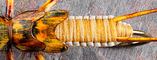 Stonefly Body
