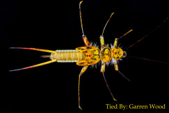 Woven Golden Stonefly