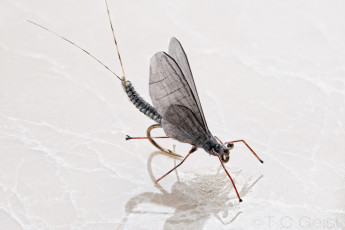 Woven Mayfly