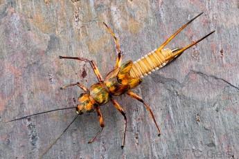 Woven Golden Stonefly