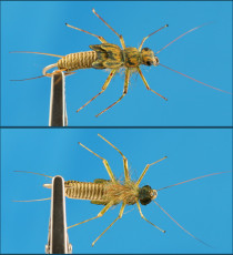 Striped Woven Stonefly