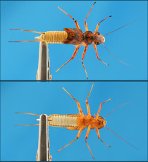 Woven Golden Stonefly