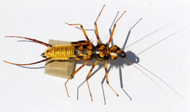 Woven Stonefly