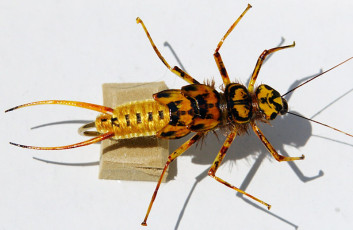 Woven Stonefly