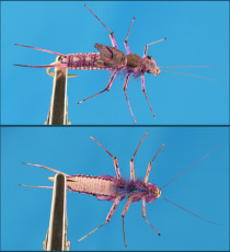 Purple Stonefly