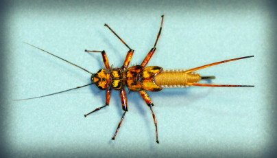 Woven Golden Stonefly