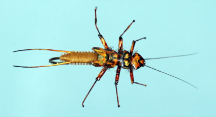 Woven Stonefly