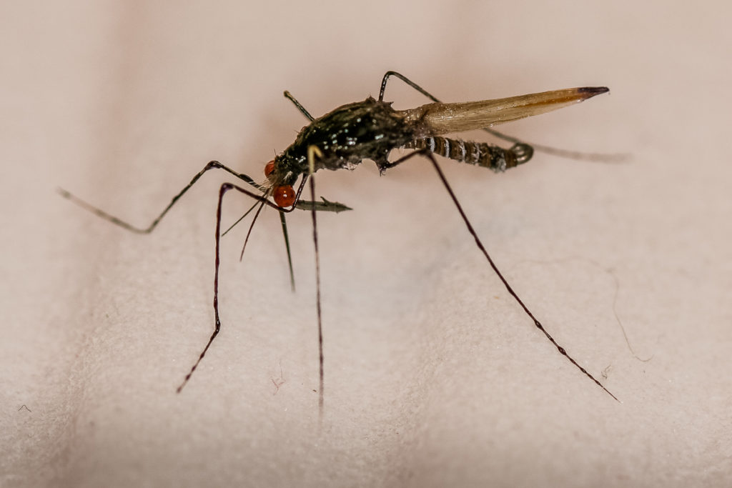 Mosquito by Bob Mead